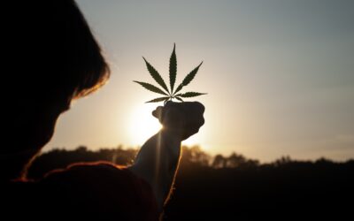 How To Boost Your Cannabis Business with SEO Marketing